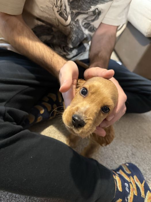 Кокер шпаньол мъжки