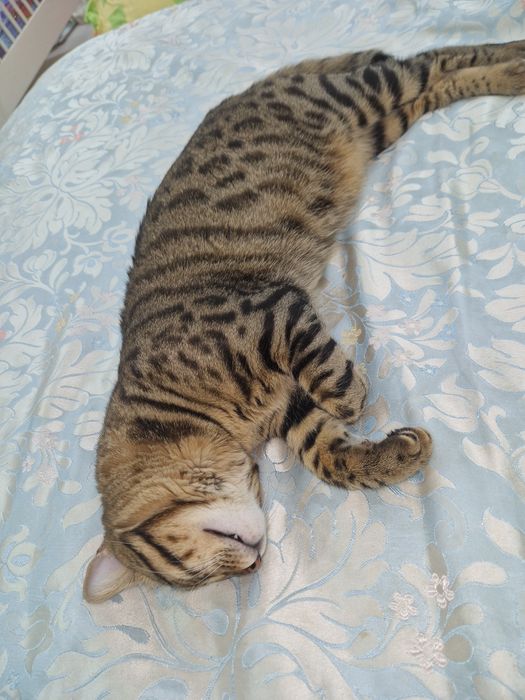 Отдам в добрые руки Бенгала