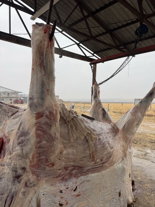 жылқы еті, конина, жілік, соғым