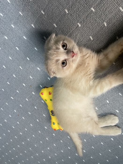 Scottish Fold gold золотистый