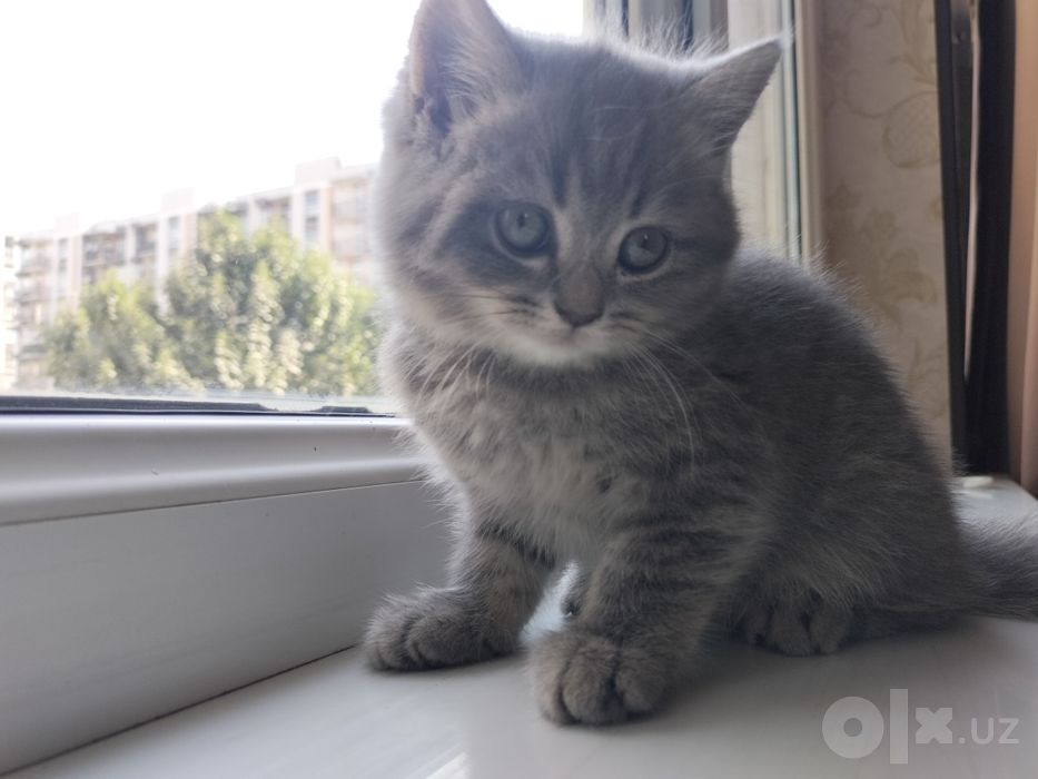 Мушук боласи сотилади.