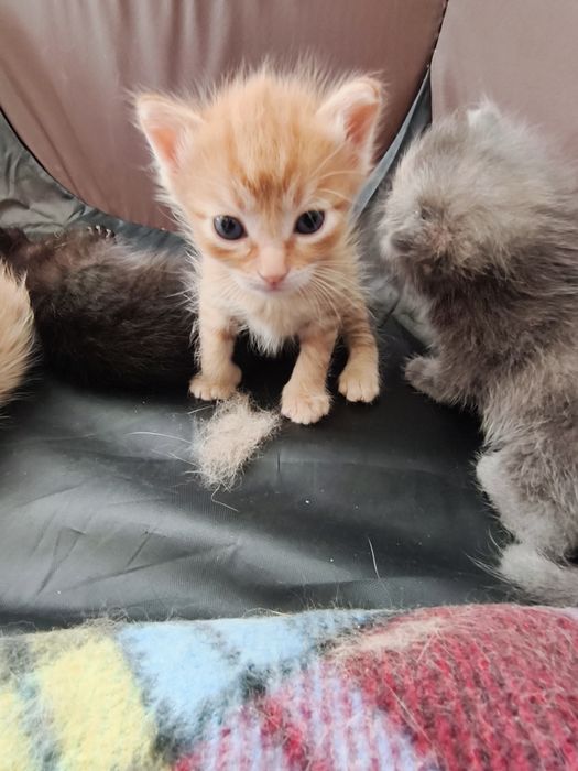 котята ищут дом!!