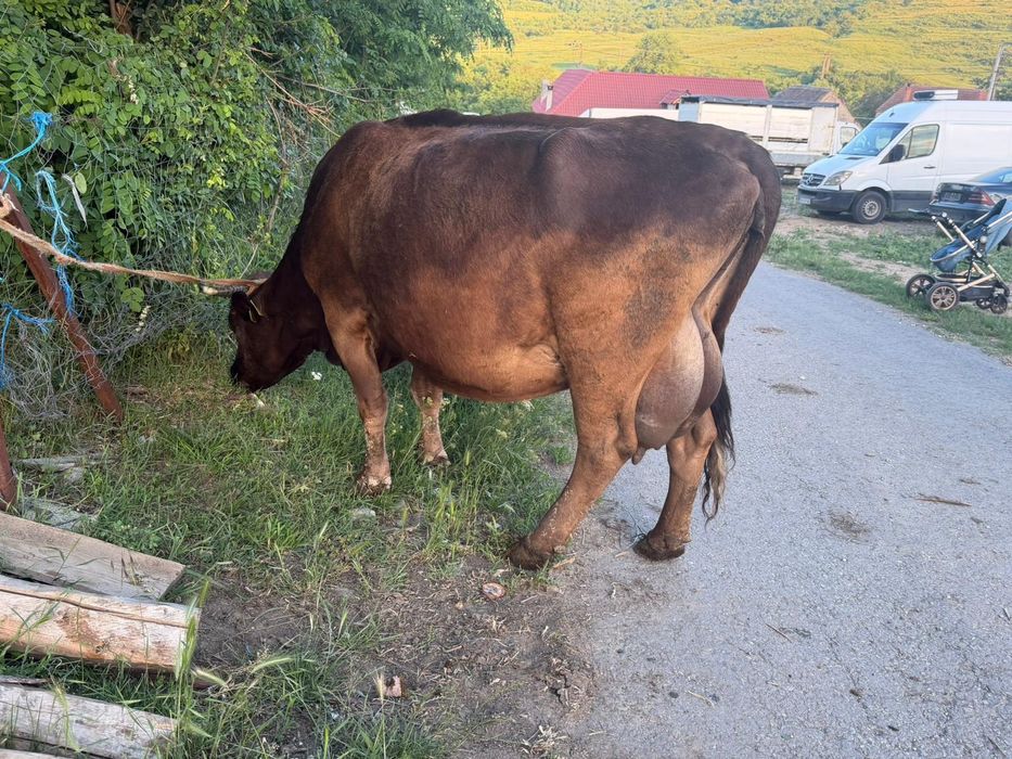 Vaca buna de lapte