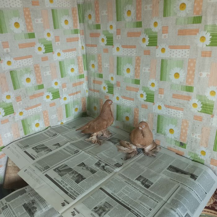 Пара жёлтых мелконосых