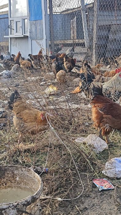Продам кур домашних и петухов