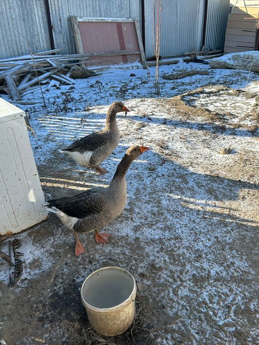 Қаз сатылады шт 15мың