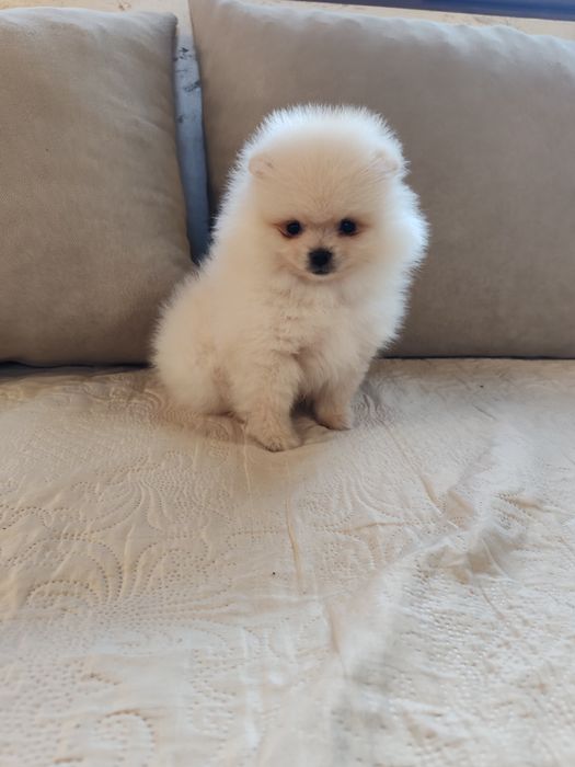 Померан мини мъжко