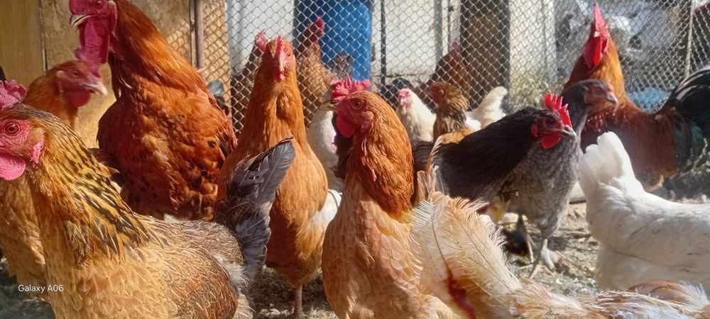 Продам куриц домашних.