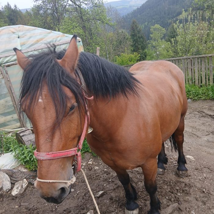 Vând iapă de 3 ani