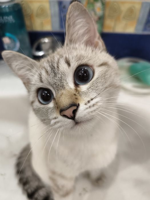 Молодую кошечку в добрые руки