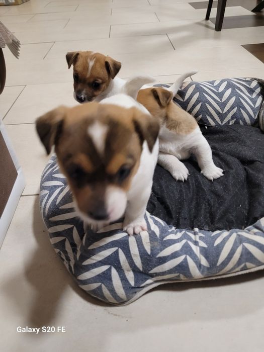 Джак Ръсел Териер