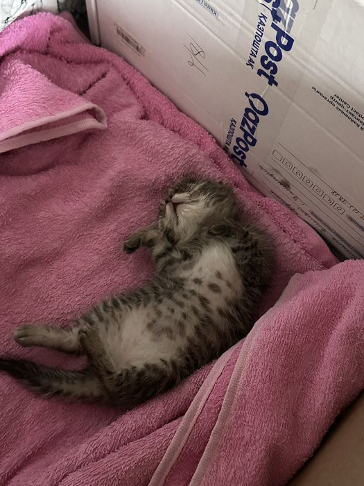 Котенок в добрые руки