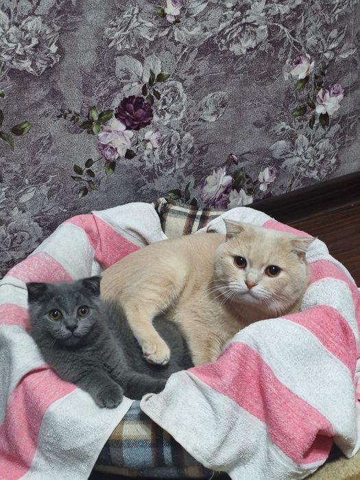 Продаётся котёнок шотландский веслоухий Blue от правильной вязки !
