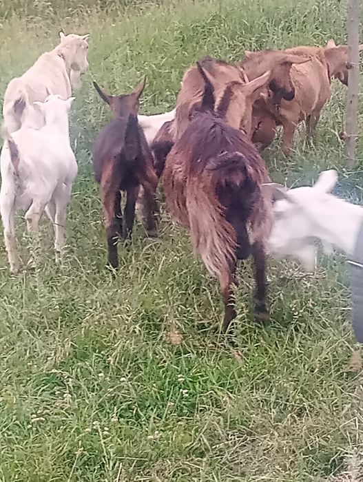 Capre iedite și tapisori