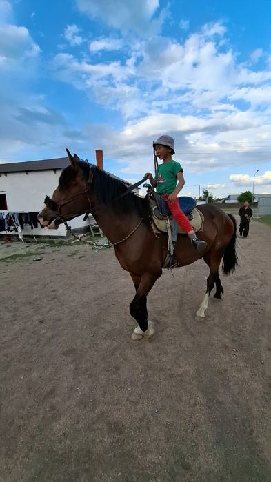 Продаётся 5-летний жеребец
