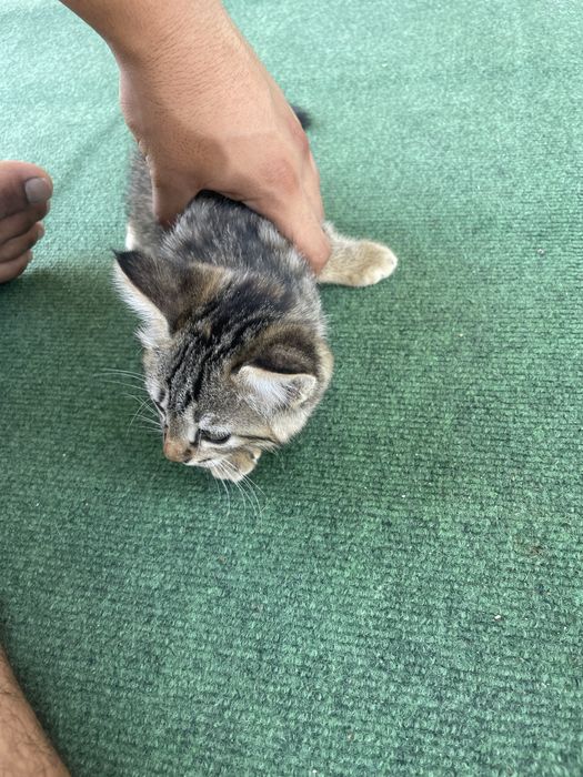 Котенок бесплатно