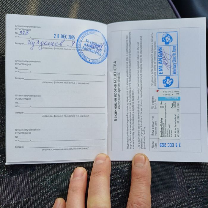 Skotsh fold  5 oylik mushuk tezda arzonga sotiladi