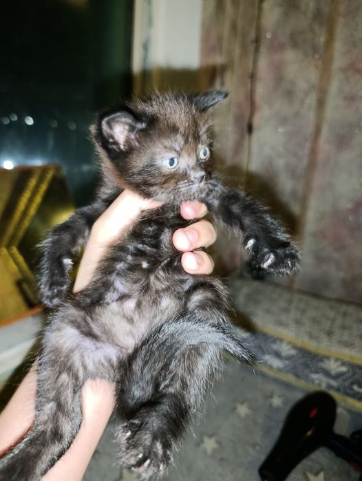 Отдам котят в добрые руки