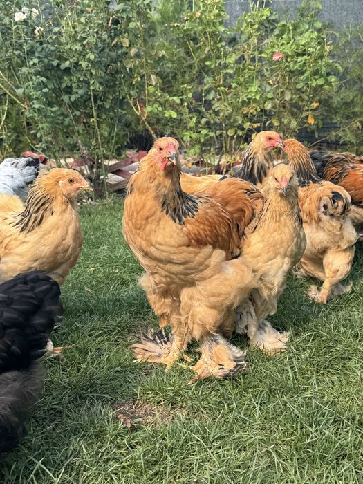 Cocoși brahma Culoare Columbia si Herminat deschis