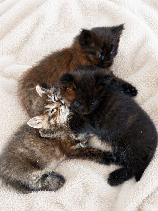 Котята в добрые руки