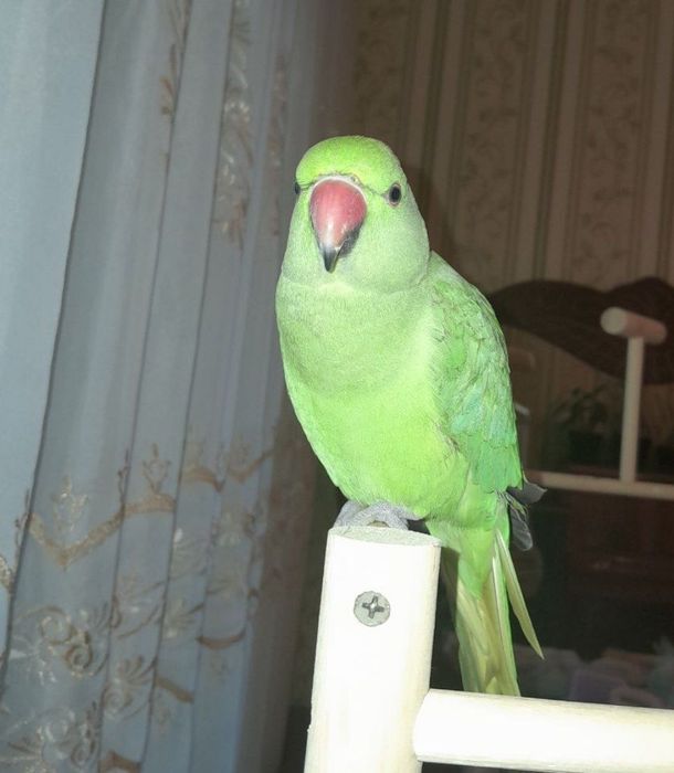 Ручной Ожереловый Попугай
