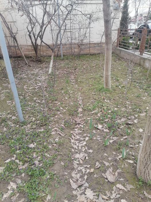 Кустарник виноград саженцы