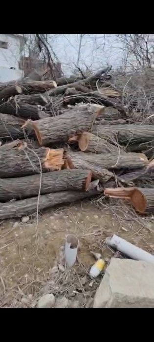 Продам резаный карагач много