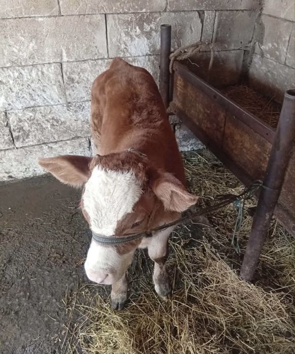 Vand 12 tauras  de rasa buna