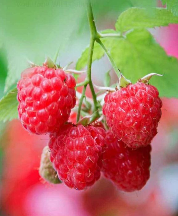 Vând zmeură Polka, 40lei/kg