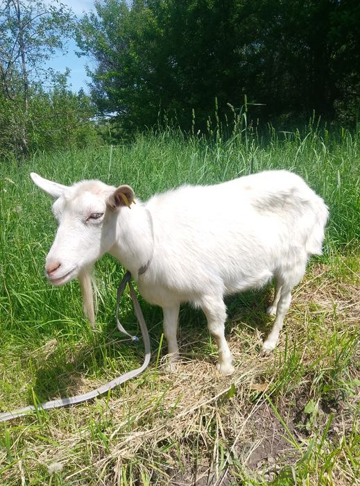 Зааненские козы продажа