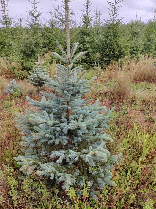 Ели туи из России