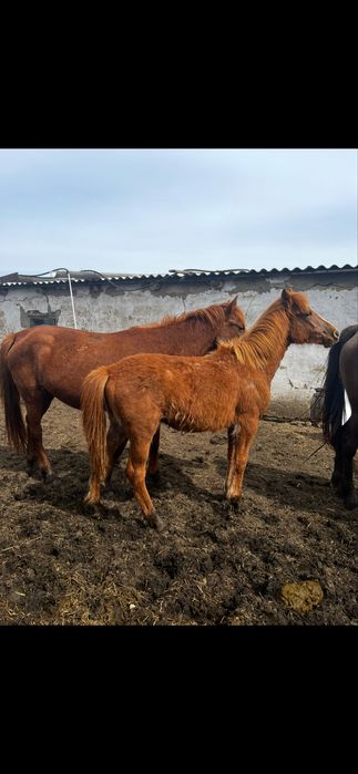 Продам табун лошодей