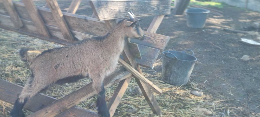 Zootehnie capre de vanzare