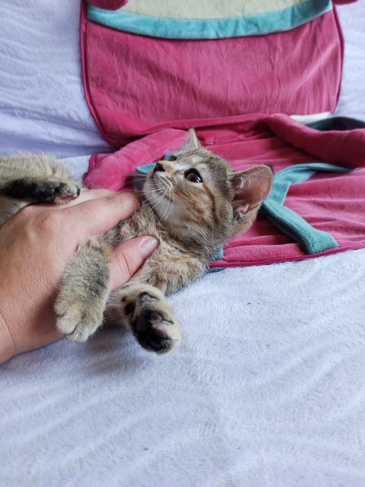 Котенок скотиш страйт