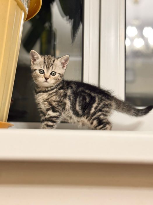 Продается шиаарная кошечка шотландка скоттиш страйт 1,