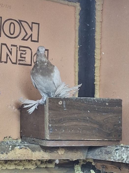 Продам голубей игра гребля тяга