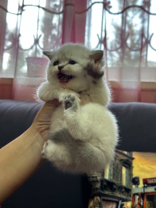 Срочно продаются экслюзивные британские котята!