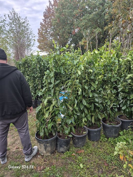 Chiparos  tuia leilandii