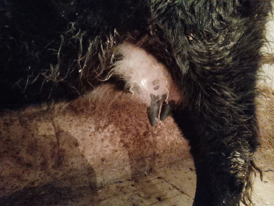 Бузаулы сиыр сатылады