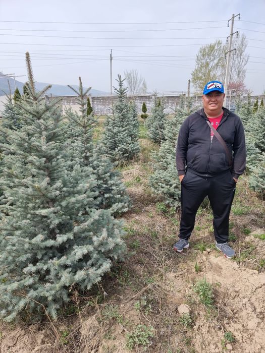 Голубые ели туя смарагд и др