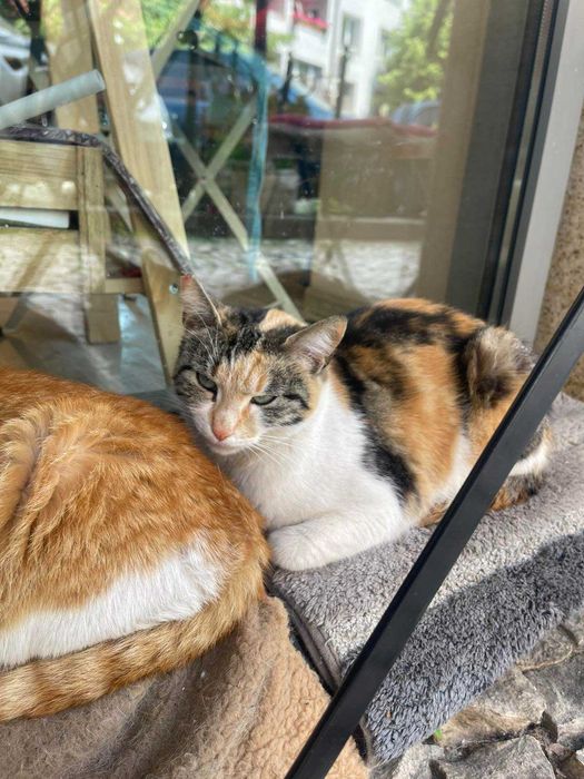 Котета на 1,5 години в София