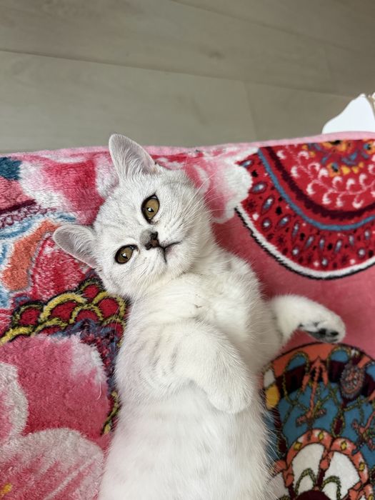 Котенок-девочка 3 месяца