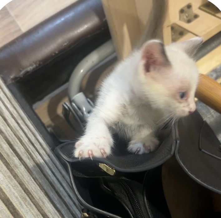 котенок бесплатно