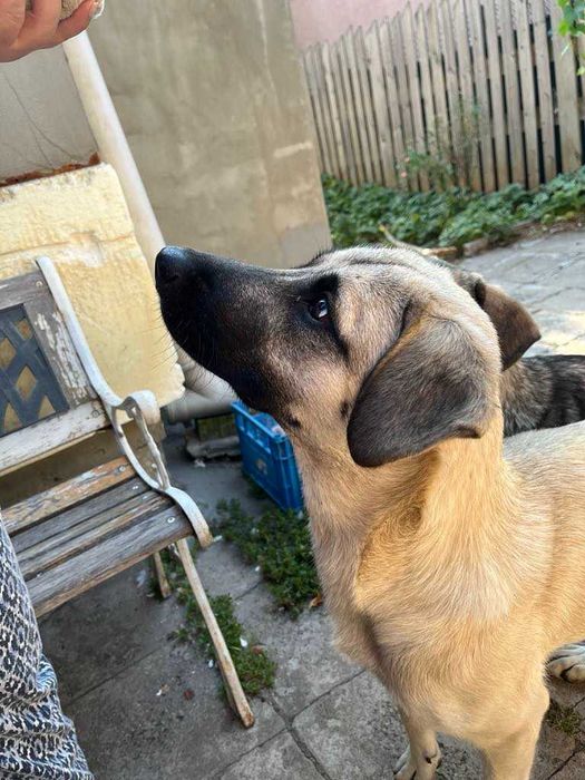 Подарявам младо женско куче