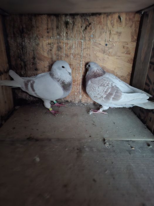 Standard vechi de vinzare