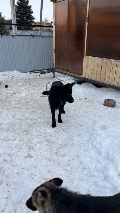 Восточно европейский овчарка