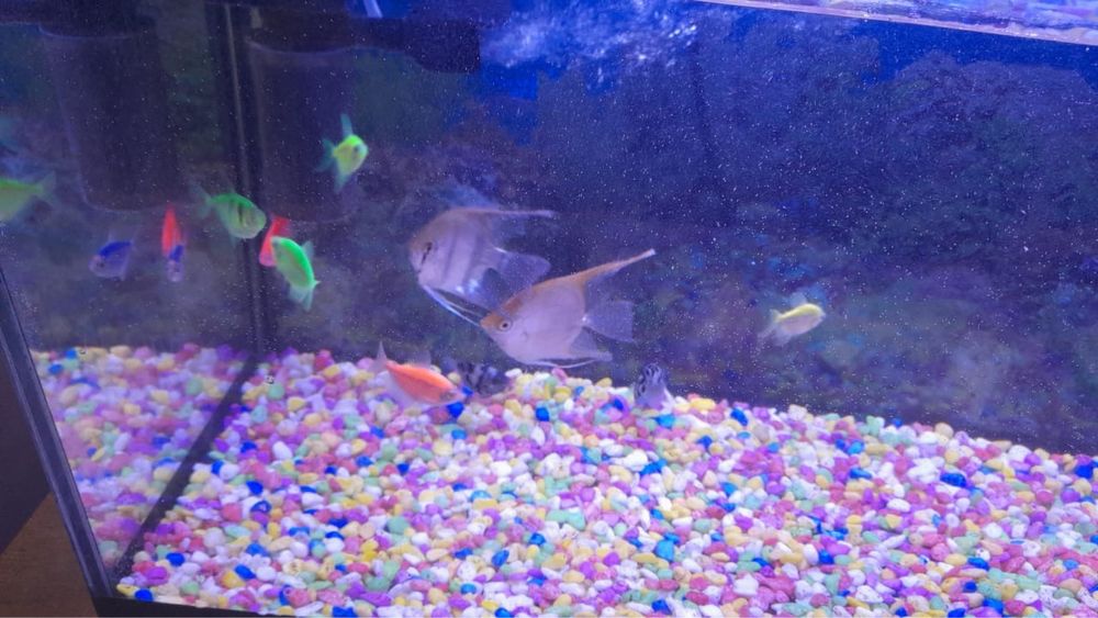 аквариум с рыбками