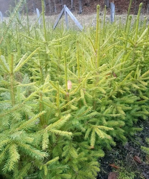 Puieți.  salcam molid brad mesteacăn fag paltin carpân plop tuia t