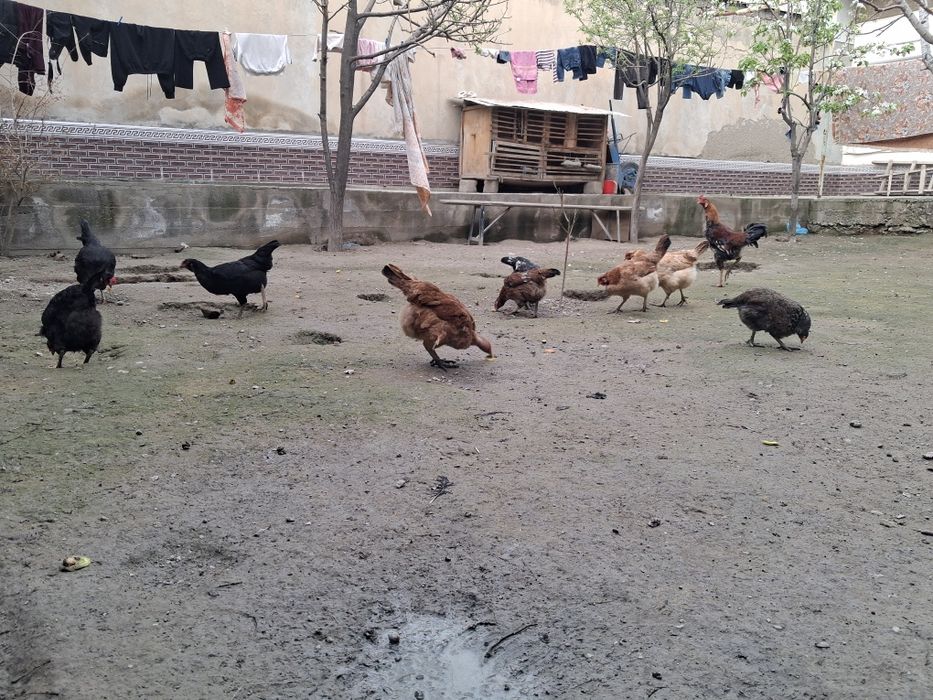 Damashni tovuq va xo'rozlar sotiladi