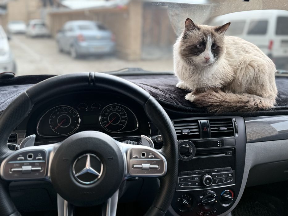 Regdoll parodiya mushuk